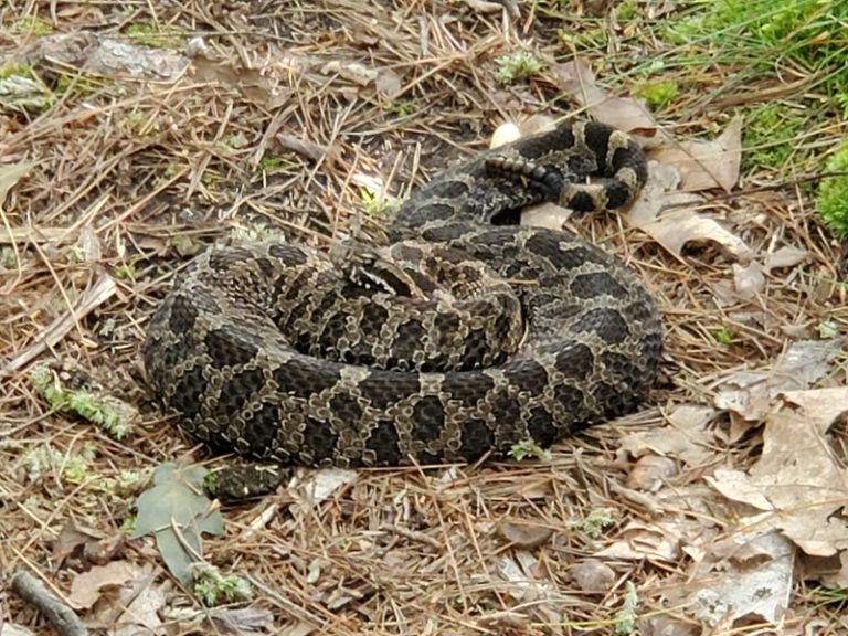 Massasauga Rattlesnake