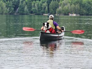 Border Collie in a canoe