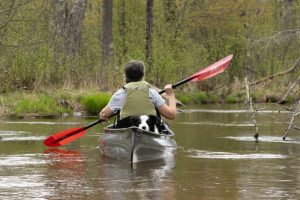 Dog in a canoe